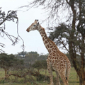 케냐여행기 Ⅱ <br>레이크 나이바샤 국립공원