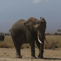 케냐 트사보웨스트 국립공원